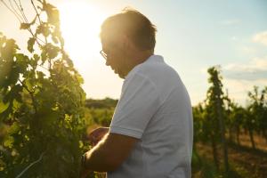 Un homme se tient à côté d'un vignoble dans l'établissement THAYA vinařství, à Havraníky