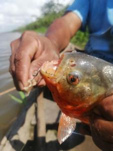 a person holding a fish with its mouth open at Golden waters Lodges in Iquitos