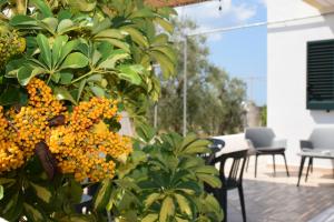 a bunch of orange flowers on a bush on a patio at Mamma Maria Salento - Alle Macchie in Marina di Pescoluse