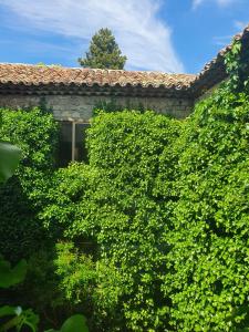 a green hedge in front of a building at Casa Palaciega El Cuartel in Medinaceli +39 photos