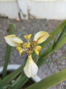 a yellow flower with black spots on the top of it at Tropical appartement in Paramaribo