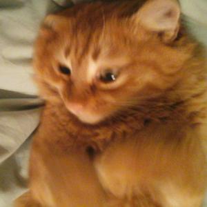 an orange cat is sitting on a blanket at Riad Moulay Spa in Marrakesh