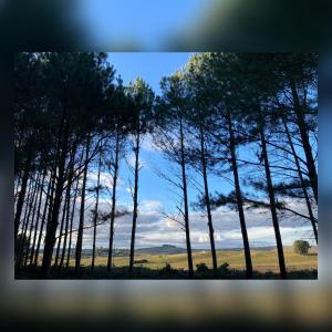 un grupo de árboles con un cielo azul en el fondo en Pinos de la Quebrada, en Treinta y Tres