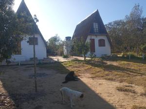 a cat and a sheep in front of a house at Chalé Roots in São Thomé das Letras