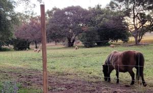 Zvieratá na farme alebo blízkom okolí
