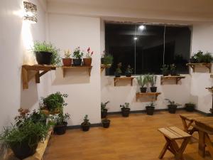 Zahrada ubytování Tea Mount Forest