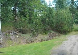a dirt road with bushes and trees on it at Laaksotie in Heinävesi