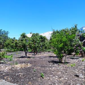 a row of trees in an orchard at Casa Los Mangos in Tijarafe