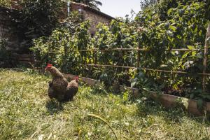 Vonkajšia záhrada v ubytovaní La Casa de Consuelo 3
