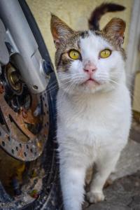 a cat with yellow eyes standing next to a bicycle tire at Skiathos home in Skiathos