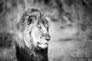a black and white photo of a lion with at Muweti Bush Lodge in Grietjie Game Reserve