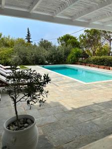 a potted tree in a pot next to a swimming pool at Saronida Boutique Villa Private Pool, Sea views, Lovely Gardens & Roof Terrace in Saronida