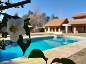 a tree with a white flower next to a swimming pool at La Bignonia Posada in Chacras de Coria