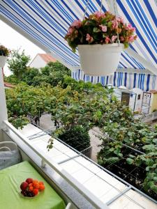 Zahrada ubytování Apartments by the sea Podaca, Makarska - 515