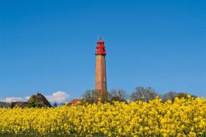 a lighthouse in the middle of a field of yellow flowers at Sternenhimmel in Klausdorf