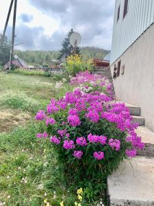 a bunch of purple flowers on the side of a building at Apartmani Laušević in Žabljak +1 photo