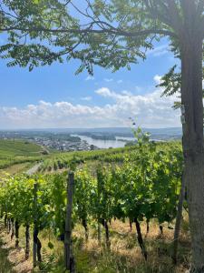 a view of a vineyard with a river in the background at Good times in St. Goar (Mit Fahrrad-Keller) in Sankt Goar