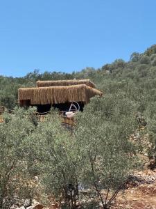 Domek z dachem krytym strzechą na wzgórzu z drzewami w obiekcie Lovin Gocek & Tiny house Mermaid w mieście Fethiye