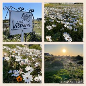 a collage of photos of a field of flowers at Villiera Guest Farm in Langebaan