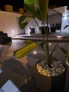 a plant in a pot on a floor with rocks at Urban Rooms Porto Cesareo in Porto Cesareo