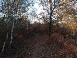 Fotografia z galérie ubytovania Compreignac F2 GRIS/MAUVE entier,vue forêt v destinácii Compreignac