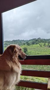 a dog looking out a window at a field at The Door to Nirvana Backpackers Hostel Kotagiri in Kotagiri