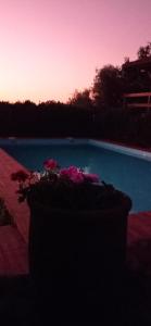 un pot de fleurs assis à côté d'une piscine dans l'établissement Acogedora cabaña con piscina, à Pontevedra