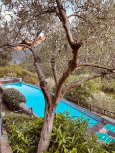 a tree in front of a blue swimming pool at Spacious 2 bedroom condo in Colletta