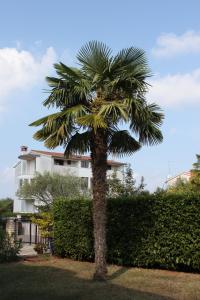 Fotografia z galérie ubytovania Apartments with a parking space Rovinj - 2298 v Rovinj