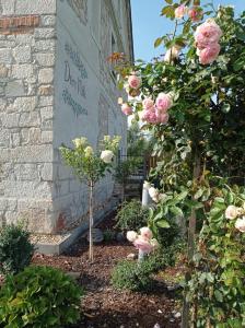 ogród z różowymi różami przed budynkiem w obiekcie Dom Mili w mieście Henryków Lubański