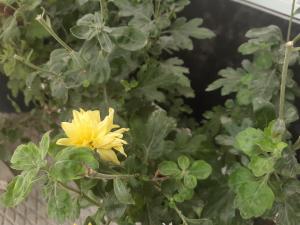 Photo de la galerie de l'établissement Azimut, à Jalal-Abad