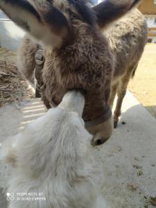 ein Esel und ein Huhn stehen nebeneinander in der Unterkunft BUEHLERHOF Agriturismo, Obst-&Weingut, Urlaub mit Hund, Pferde, Bauernhof, Brixen in Raas