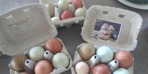a group of eggs in baskets on a table at BUEHLERHOF Agriturismo, Obst-&Weingut, Urlaub mit Hund, Pferde, Bauernhof, Brixen in Rosa