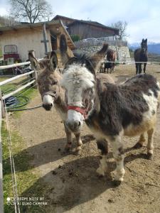 two donkeys are standing next to each other at BUEHLERHOF Agriturismo, Obst-&Weingut, Urlaub mit Hund, Pferde, Bauernhof, Brixen in Rosa
