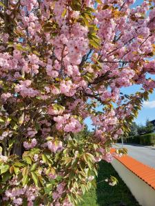 a tree with pink flowers on it next to a street at Odenwald Heaven in Erbach im Odenwald