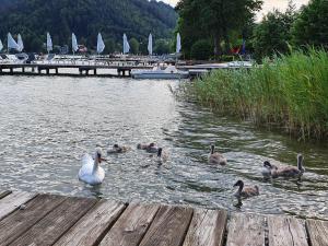 eine Gruppe von Enten im Wasser in der Nähe eines Docks in der Unterkunft Villa Blu in Sankt Kanzian am Klopeiner See