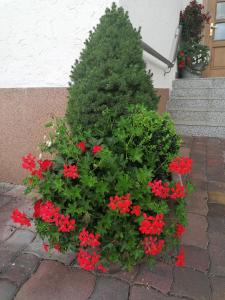 ein Weihnachtsbaum und rote Blumen im Garten in der Unterkunft Boutique - Apartments Tauernblick in Walchen