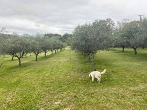 Domácí mazlíčci ubytovaní s hosty v ubytování Kingaley Farmstay