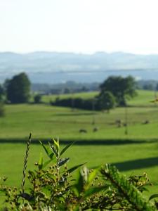 a green field with cows grazing in the distance at Ferienwohnung Findus in Haldenwang