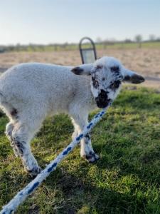 ein an ein Seil gefesseltes Lamm auf einem Feld in der Unterkunft Ferienhof Stobbe Fewo Heuboden in Grube
