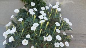 een bos witte bloemen die naast een muur groeien bij Nikola's House in Limassol