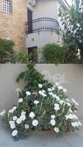 a bunch of white flowers in front of a building at Nikola's House in Limassol
