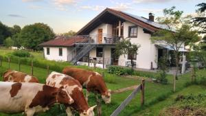 un groupe de vaches faisant paître devant une maison dans l'établissement Exclusiv - Ferienwohnung Hinterreiter, à Ainring