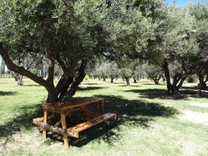 Κήπος έξω από το Tree House Hostel