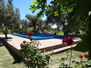 Κήπος έξω από το Tree House Hostel