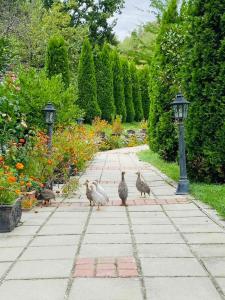 un grupo de patos caminando por una acera en un jardín en Family hotel Borovitsa, en Pŭdartsi