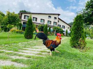 a rooster walking in the grass in front of a house at Family hotel Borovitsa in Pŭdartsi