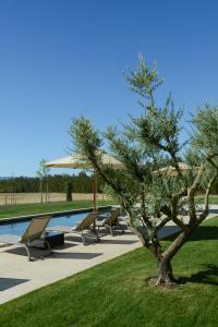 a tree in the grass next to a swimming pool at La Bastide Neuve in Joucas