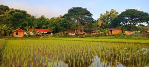 un groupe de maisons à côté d'une rizière dans l'établissement Kaewma farmstay, à Ban Khuang Kom