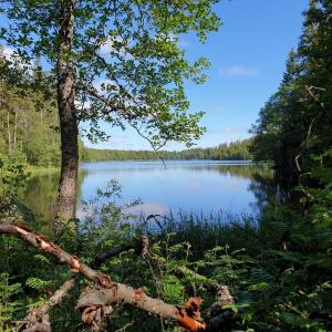 vistas a un lago con árboles y agua en Cabin near lake and beautiful nature reserve., en Bodafors